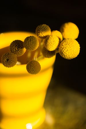 Craspedia flower in vase