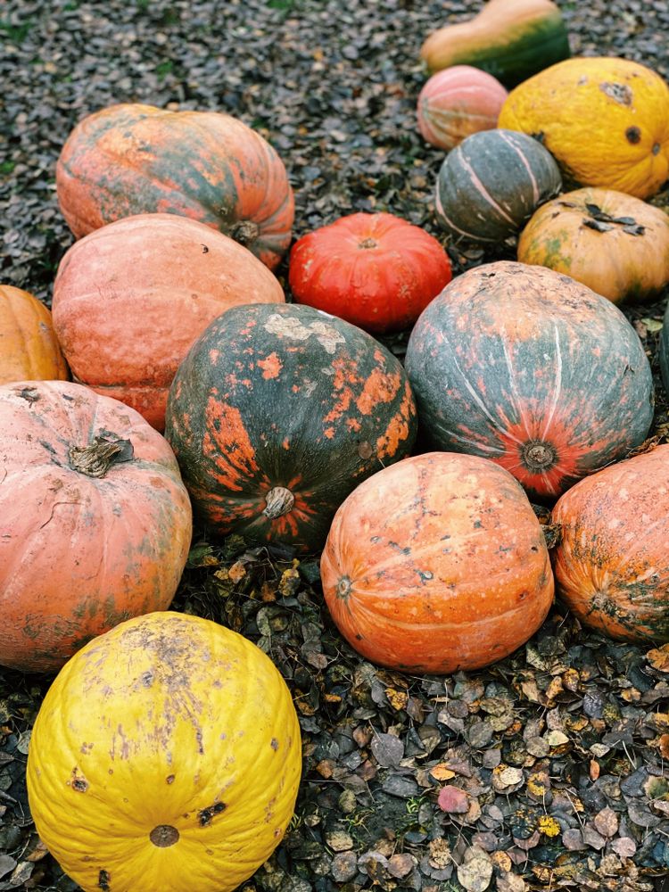 Pumpkins