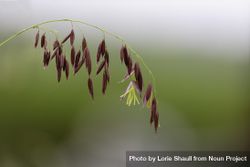 Wild rice staminate spikelets growing in Minnesota 5RwLO4