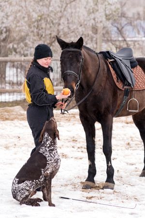 Horse receiving an apple from person with dog watching.