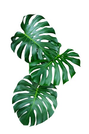 Green Leaf Monstera