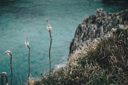 Wild flowers on sea background