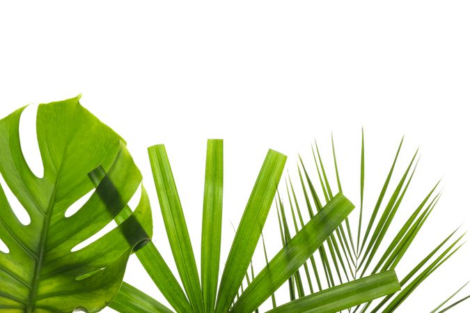 Different leaves of palm isolated on plain background
