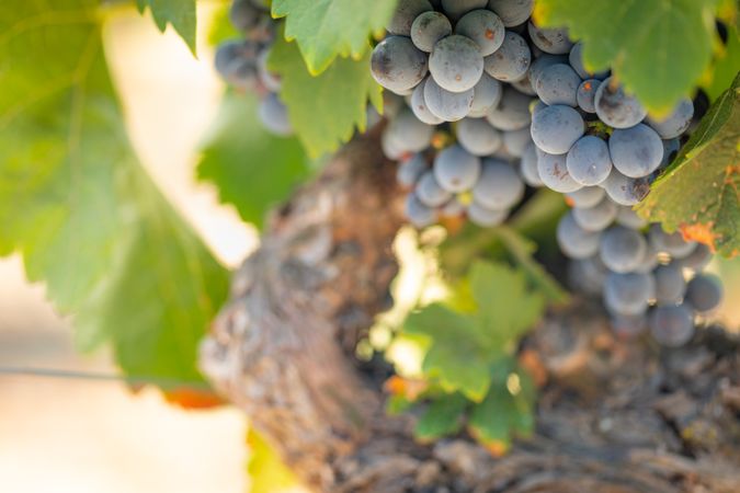 Vineyard with Lush, Ripe Wine Grapes on the Vine Ready for Harvest