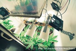 Indoor marijuana grow op 5a9ga5