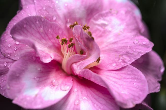 Close up of pink flower surrounded by lush green leaves