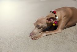 Little italian greyhound dog in the beach