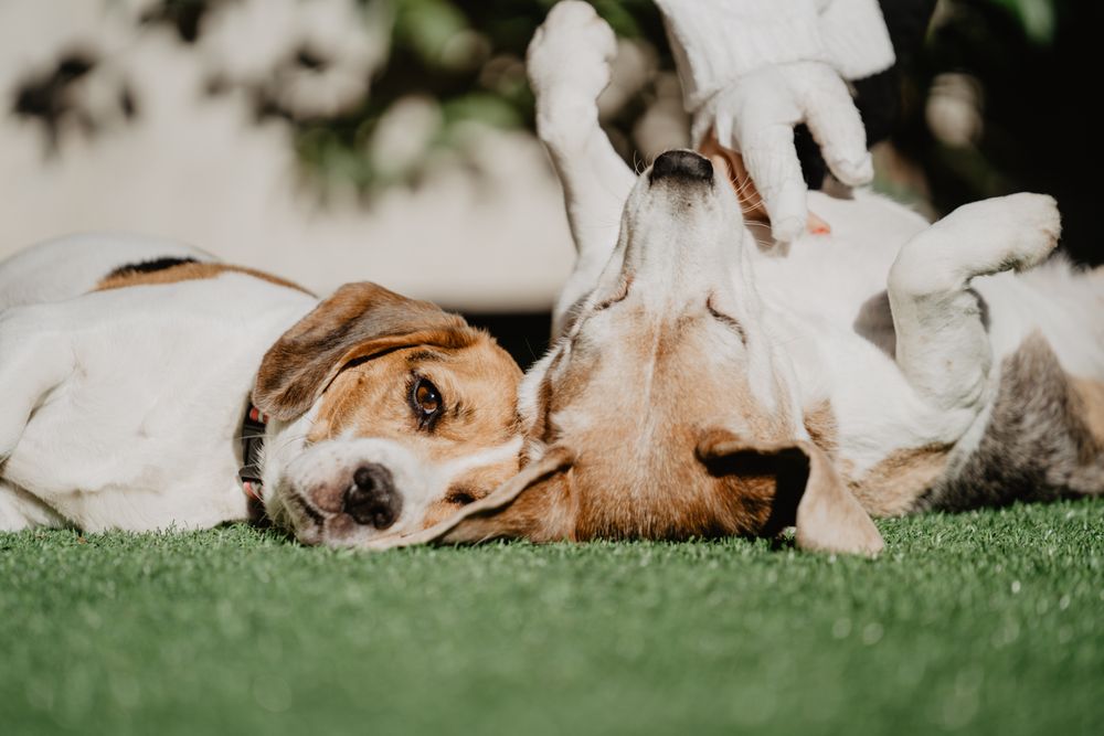Cute beagles on lawn in yard