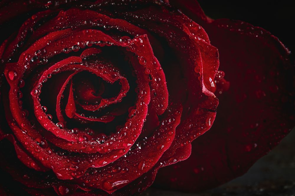 Red roses with dark background