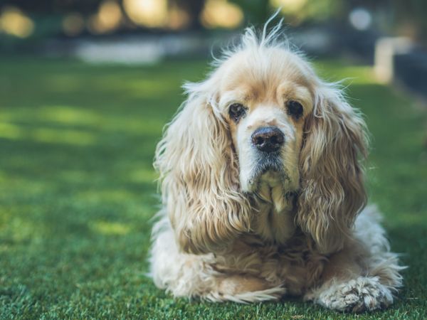 Funny dog lying on ground between plants