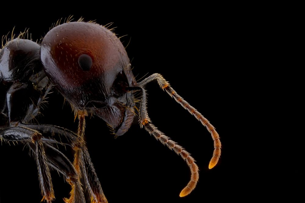 Dark brown ant with glossy head and legs