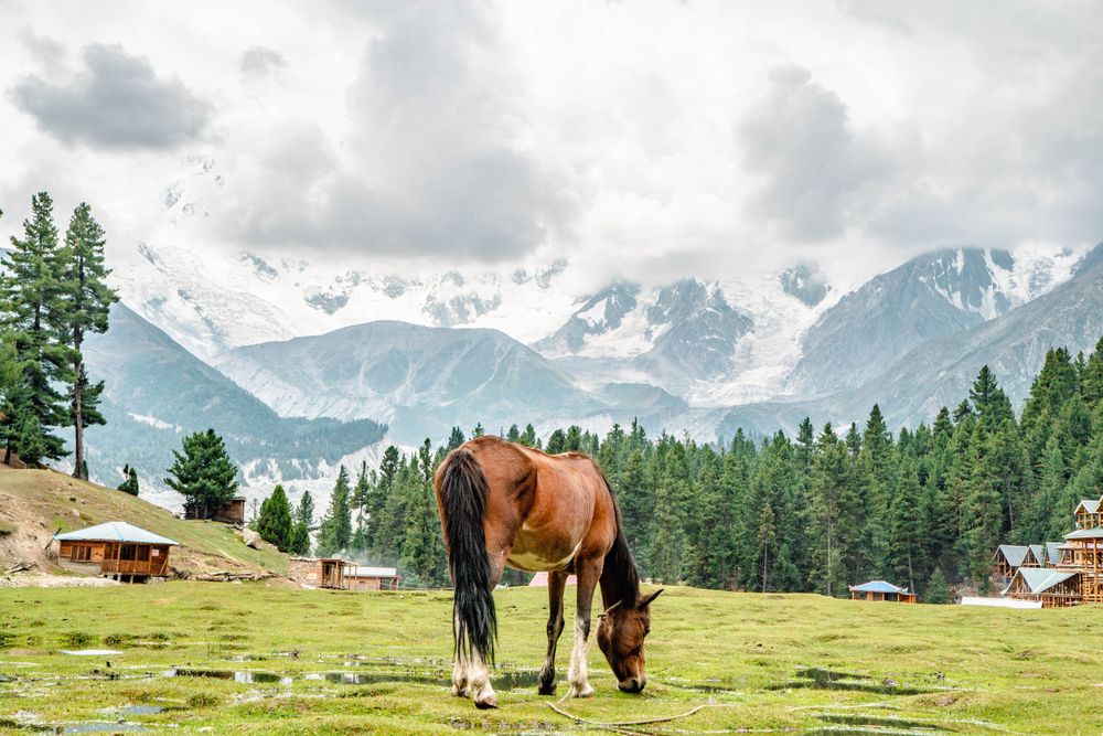 Horse in grazing in Fairy Meadows park in Pakistan