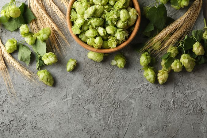 Fresh hop and wheat on gray background