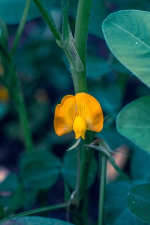 the delicate beauty of the Arachis hypogaea flower, commonly known as bunga kacang tanah