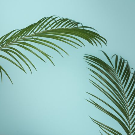 Tropical green leaves on baby blue background