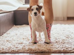 Dog standing between person's feet