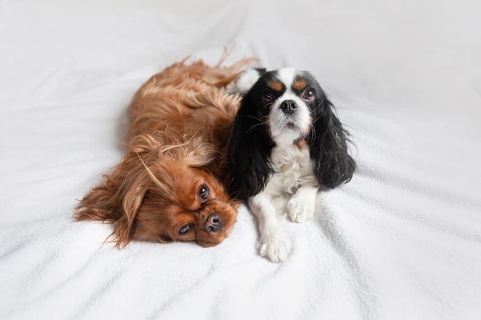 Two cavalier spaniels lying on bed