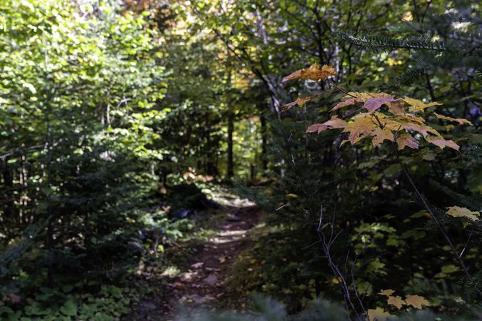 The Superior Hiking Trail in Lutsen, Minnesota