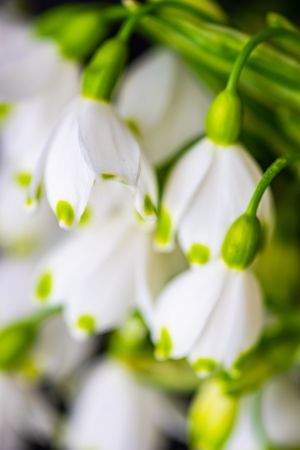 Easter holiday card concept with close up of snowdrop flowers