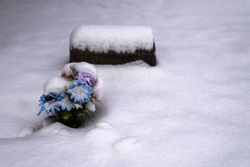 Fake flowers after a fresh snow fall