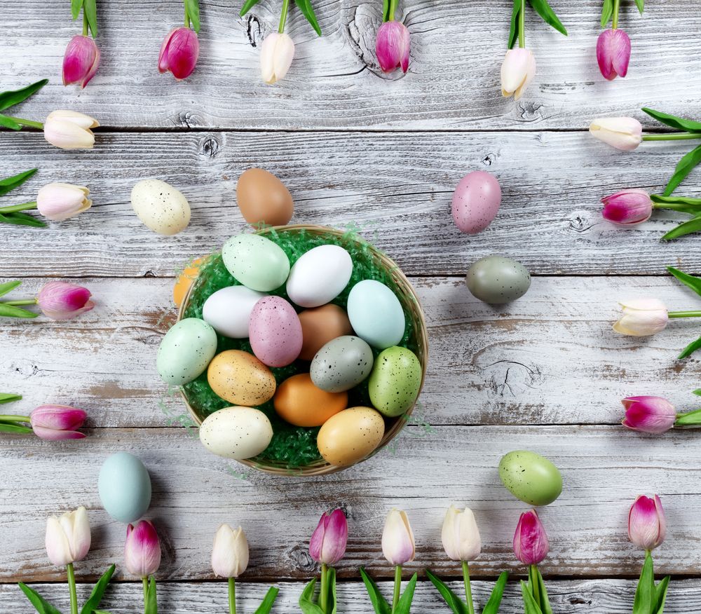 Happy Easter holiday concept with eggs in basket surrounded by pink tulip box shaped border on rustic wood