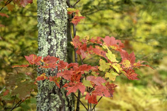 Colorful maple leaves along Loon Lake Trail at Savanna Portage State Park in McGregor, Minnesota