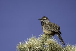 Cactus Wren in Tucson, Arizona