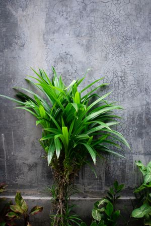 Houseplant in front of house with other plant as background