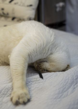 Cat laying on a bed