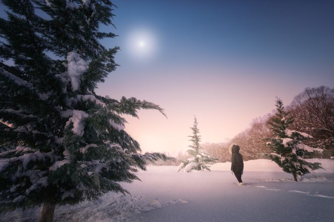 Traveler walking on snow around conifer trees