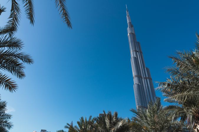Palms near tower building on street