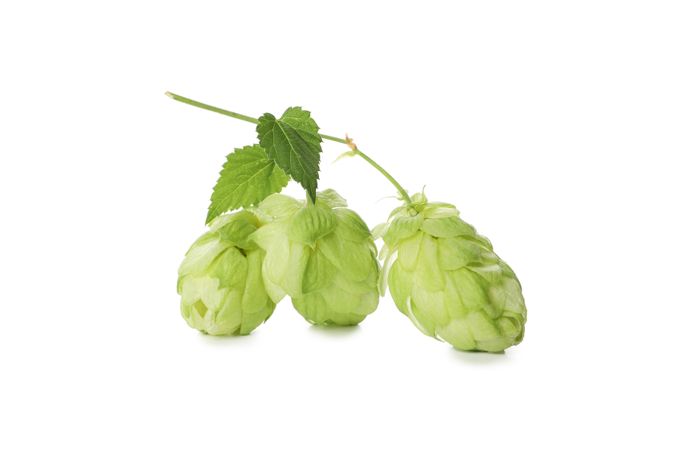Fresh green hop isolated on light background