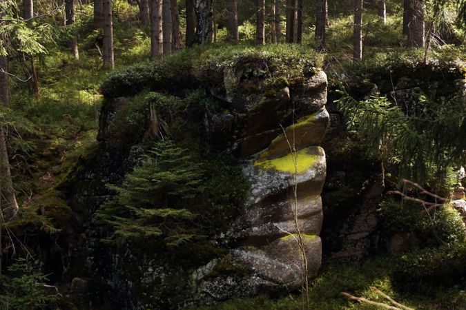 Stones overgrown with moss in green woods