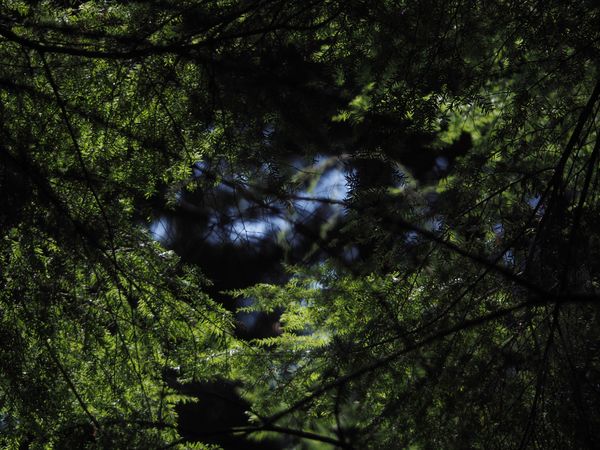 Capilano Suspension Bridge Trees