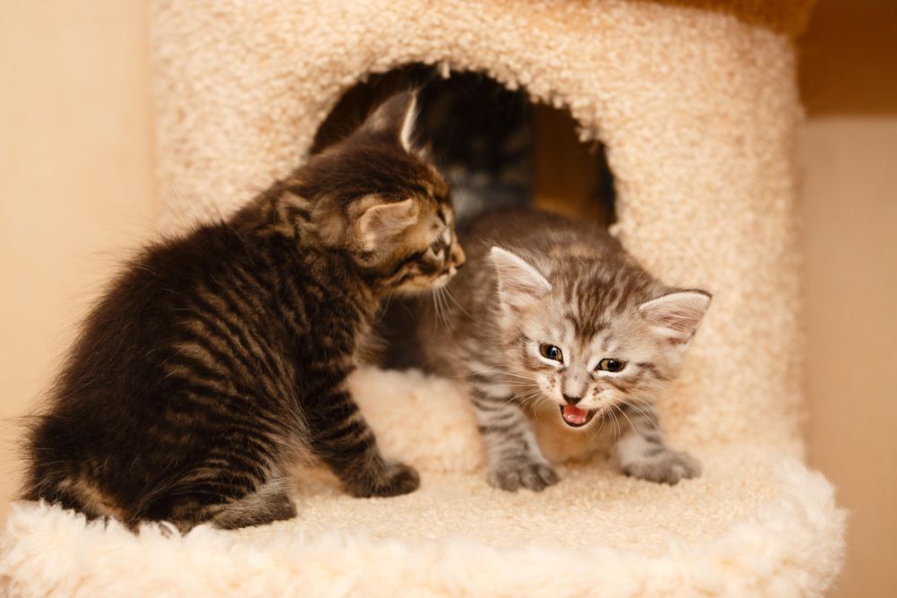 Two little cats with one meowing as they exit cat house