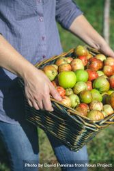Woman hands holding wicker basket with organic apples bDjVjy