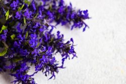 Blue flowers on kitchen counter