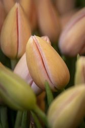 Copake, New York - May 19, 2022: Close up of peach colored tulips 5rRZn5