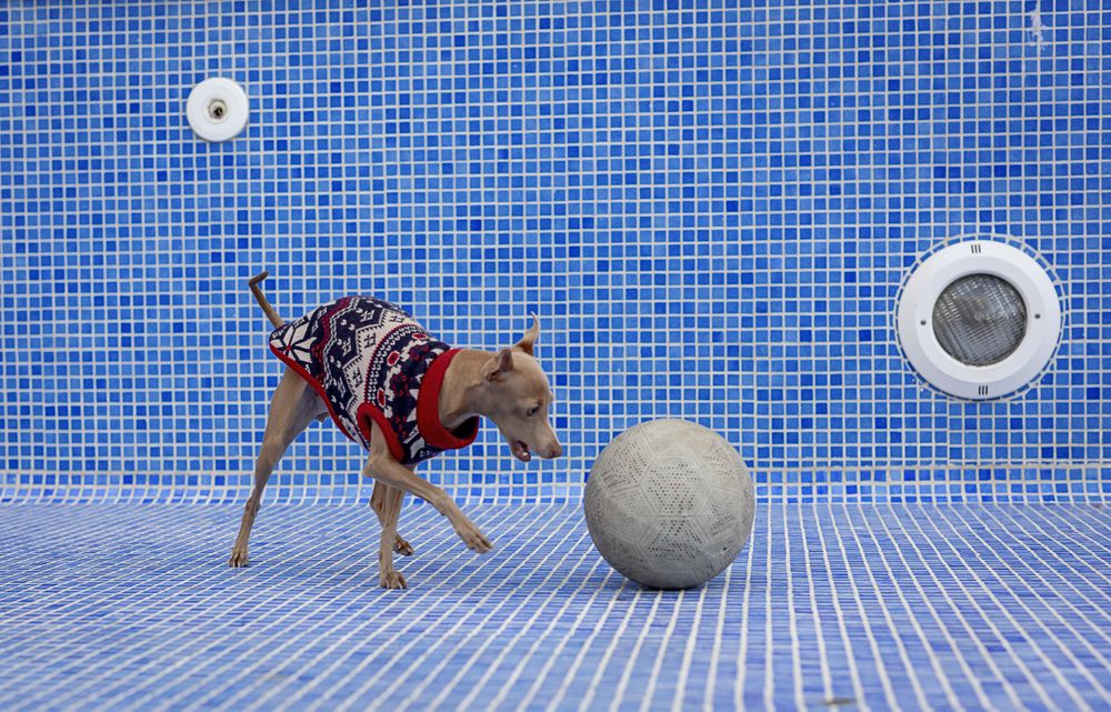 Italian greyhound dog playing in the pool with a ball