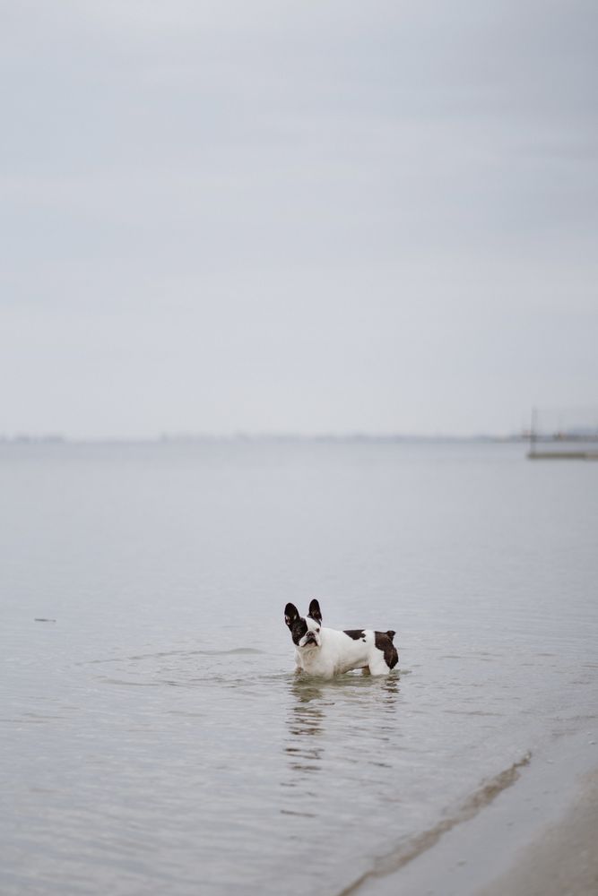 Dog running on beach inside sea
