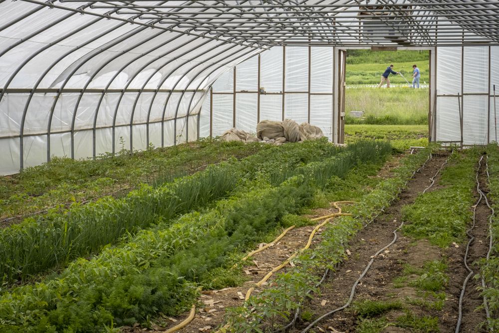 Copake, New York - May 19, 2022: Inside of green house with rows of lush plants