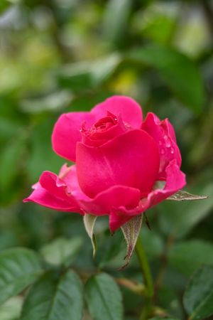 the beauty flower of rose
