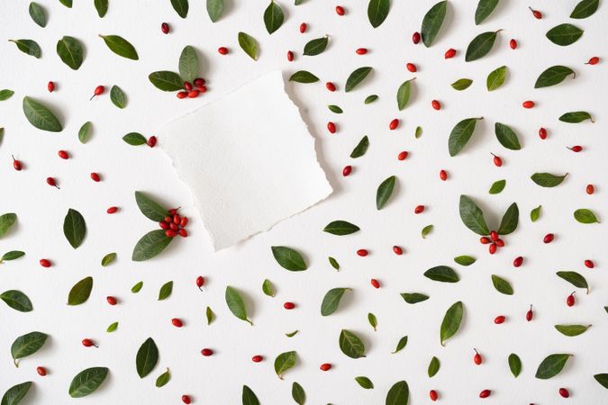 Green leaves and red berries on light  background with paper card