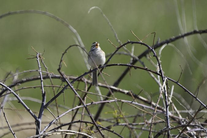 Clay-colored sparrow singing at Lake Elmo Park Reserve in Minnesota