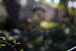Spiderweb in the summer forest