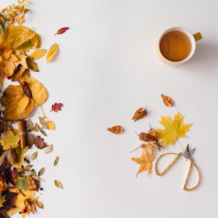 Autumn leaves with coffee and scissors on light background