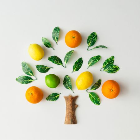 Tree made of citrus fruits, oranges, lemons, lime and green leaves on light background