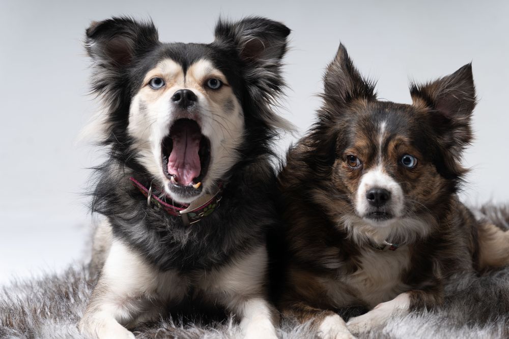 Portrait of two Australian shepherds in studio