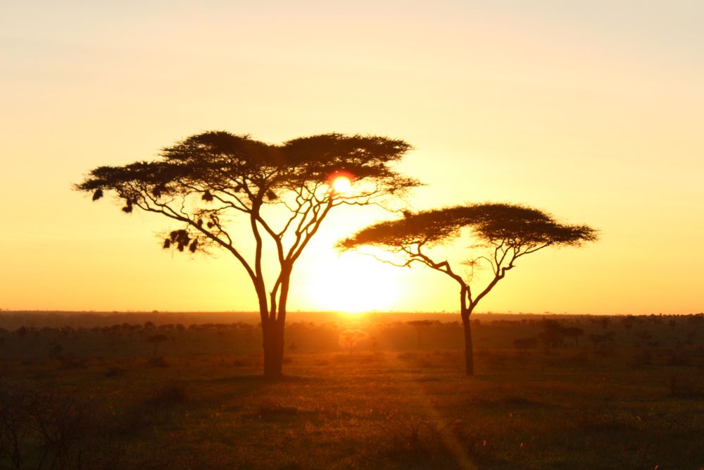 Sun setting between two trees