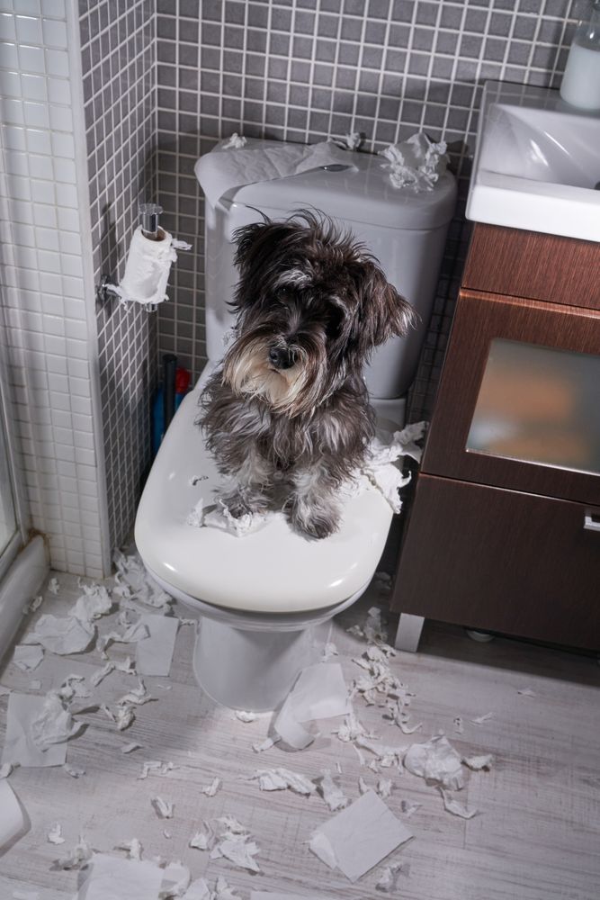 Miniature Schnauzer sitting on pan after tearing toilet paper